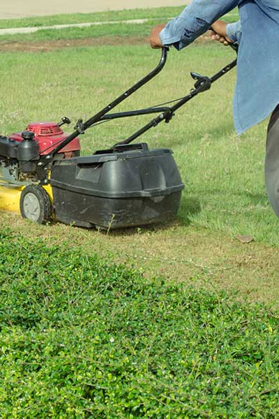 Modern lawn